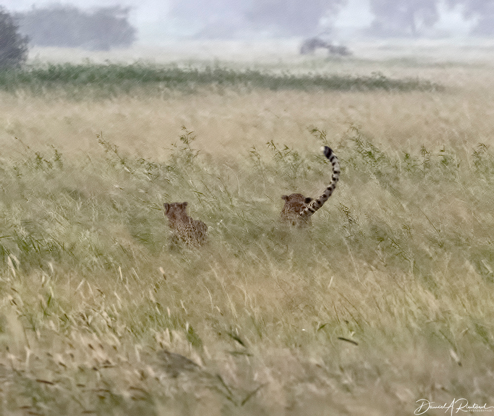 Cheetah and cub in the rain