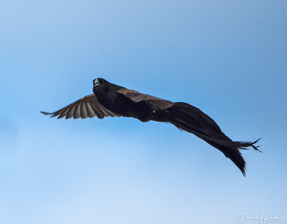 Jackson's Whydah