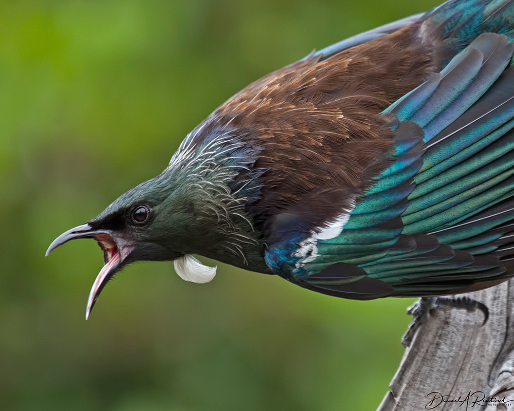 Tui screeching