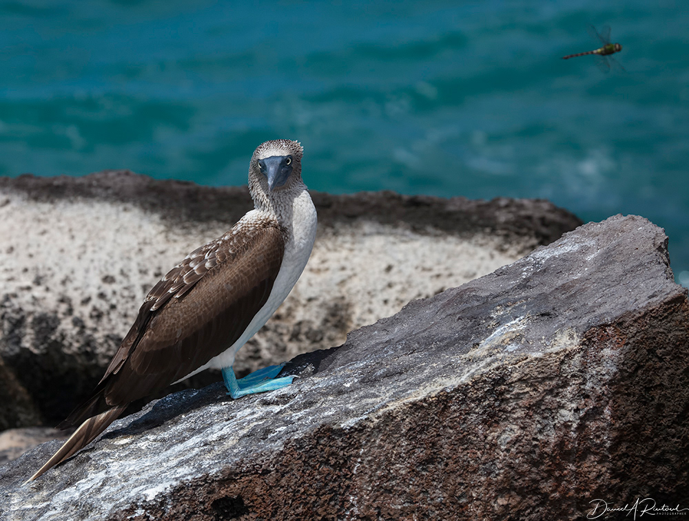 Blue-footed Booby and dragonfly