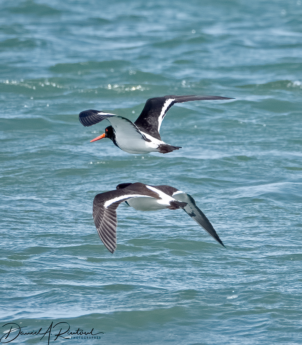 South Island Pied Oystercatchers