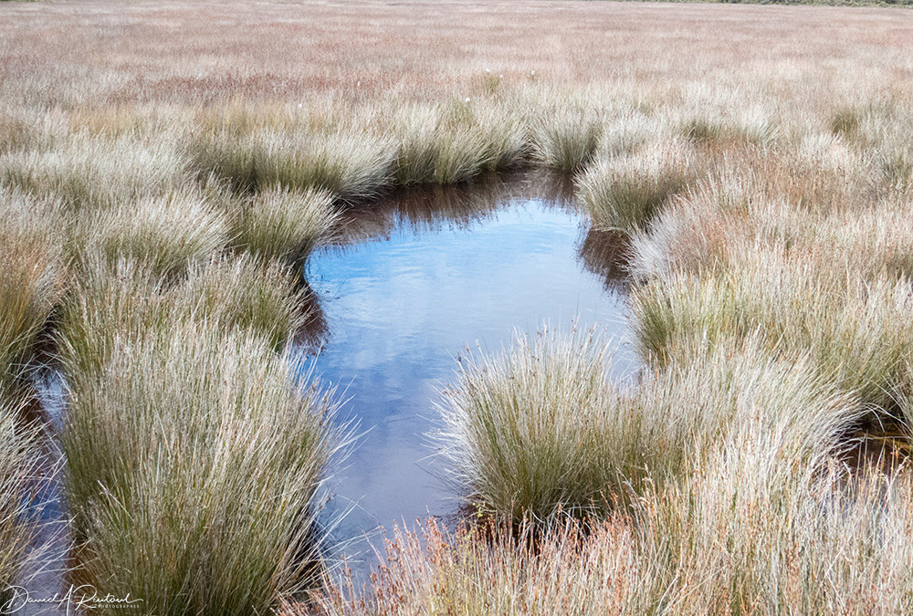 Marsh near Okarito