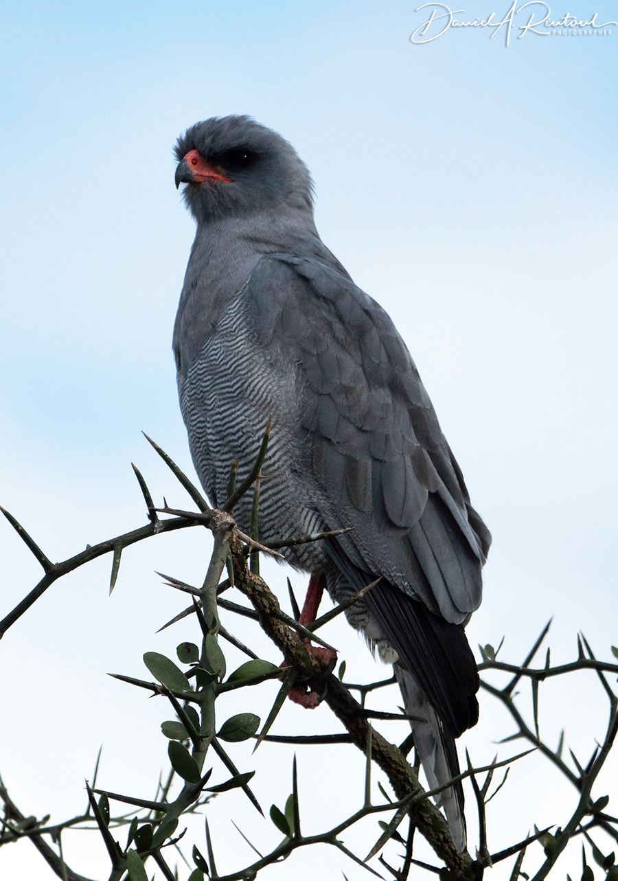 Dark Chanting-goshawk