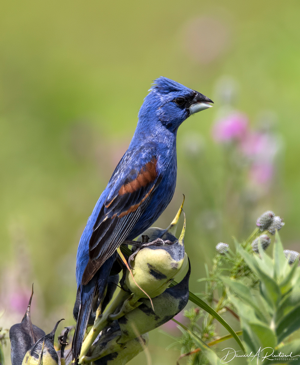 Blue Grosbeak 2