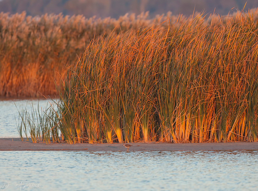 Kansas - Marsh at Dawn