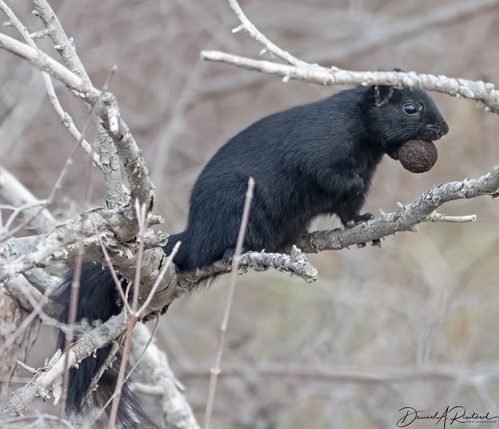 Black Fox Squirrel