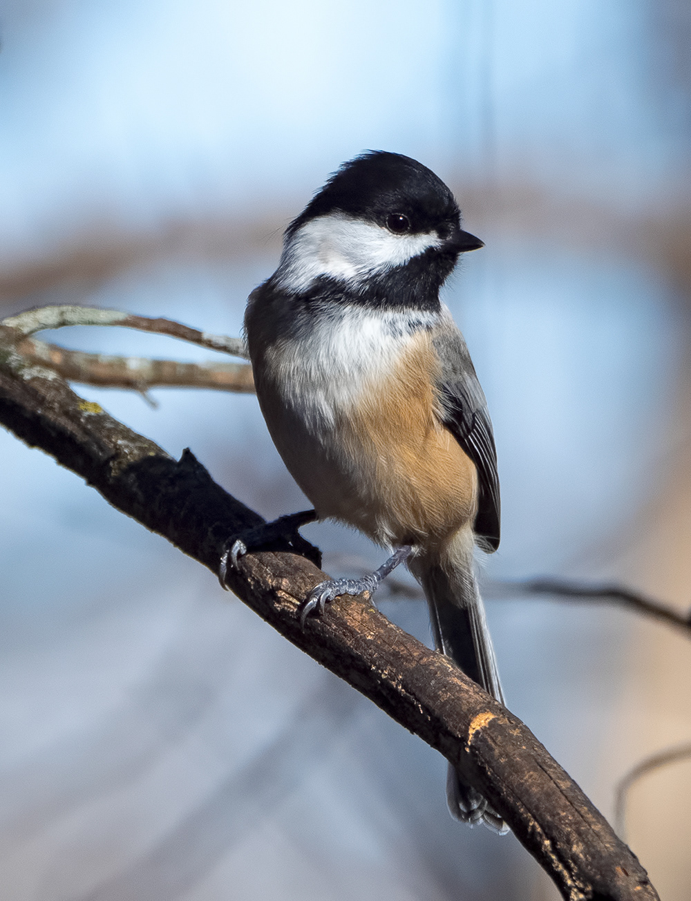 Black-capped Chickadee