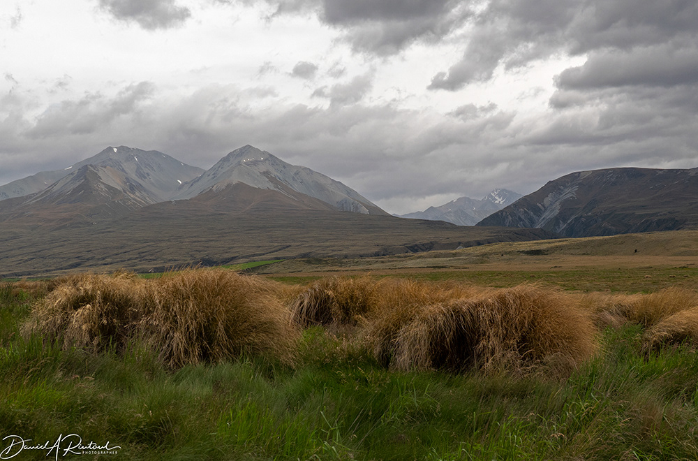 Tussock Grasses and Southern Alps