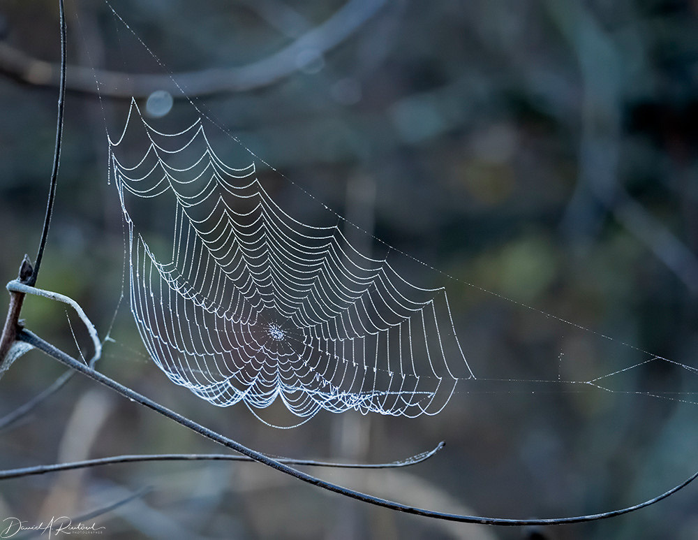 Spiderweb with dew