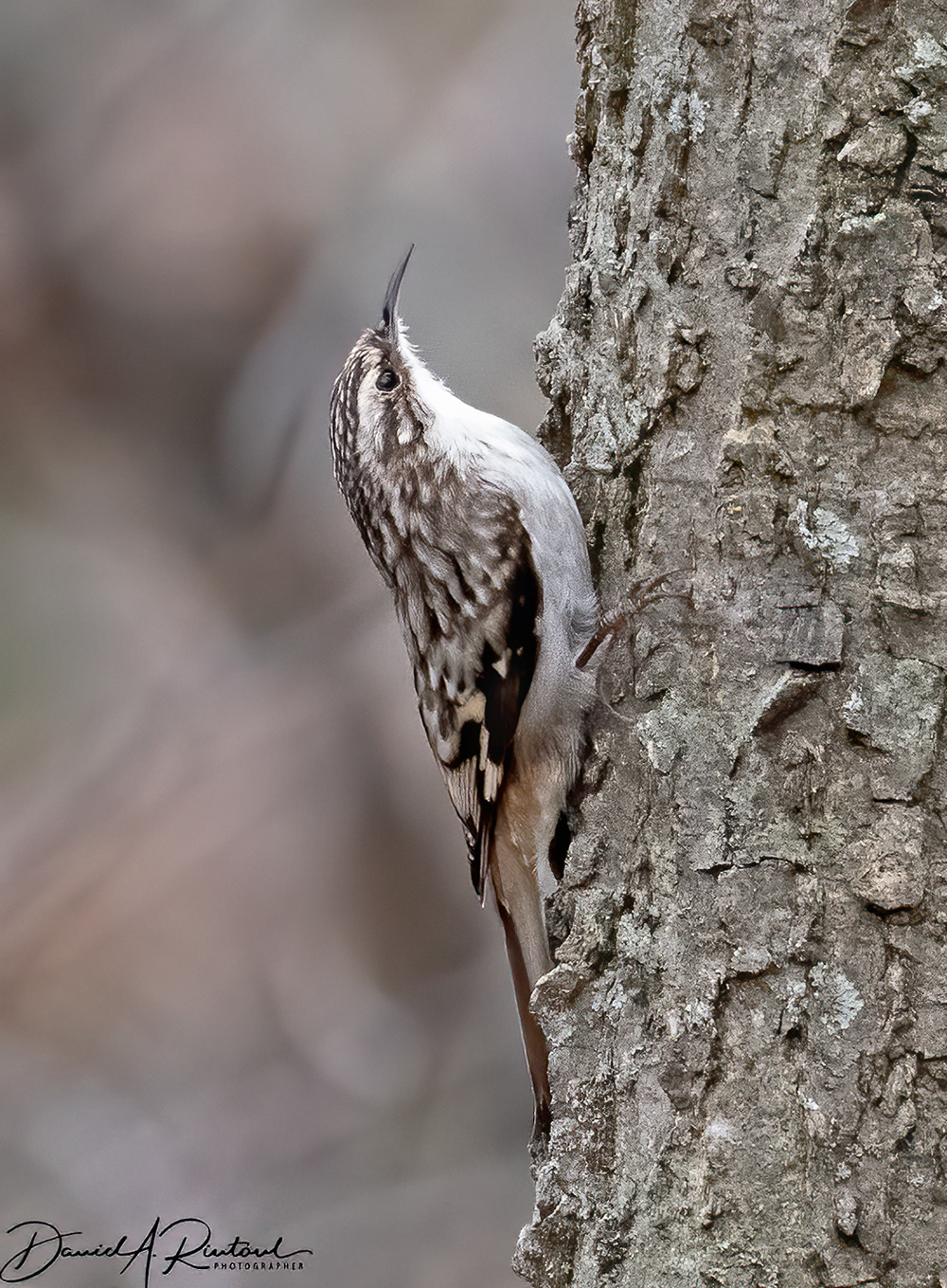 Brown Creeper