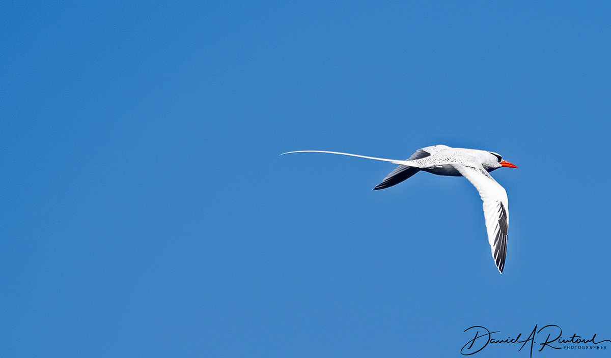 Red-billed Tropicbird