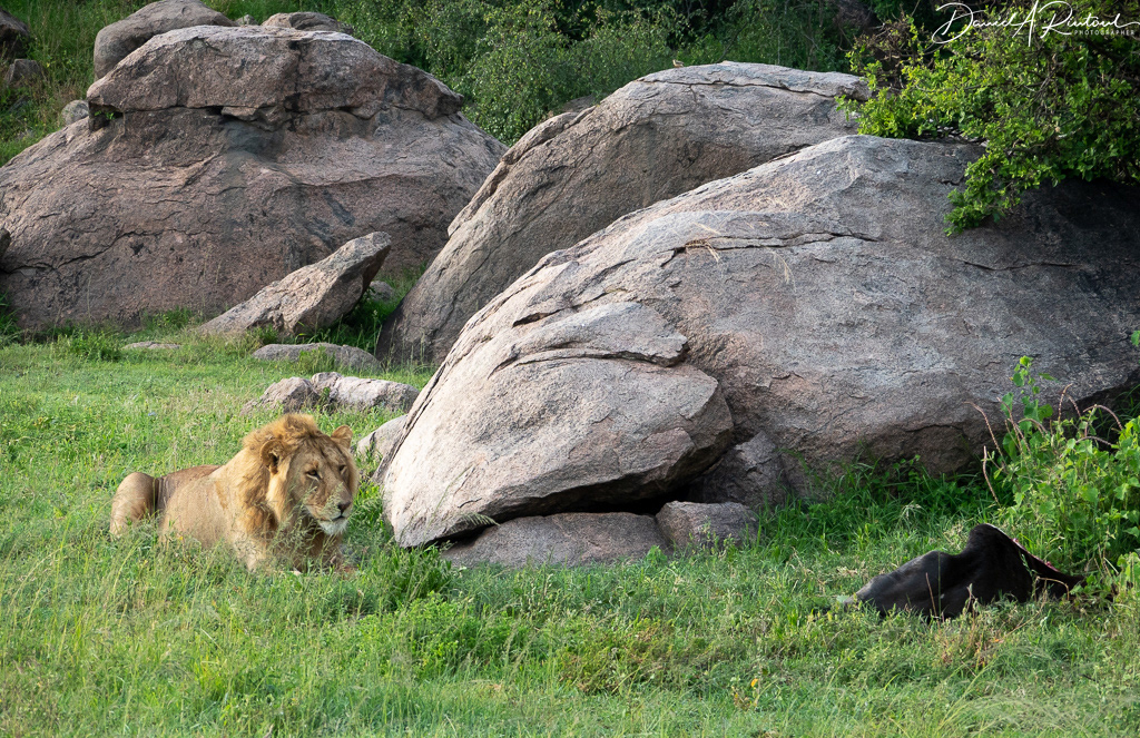 Lion and last night's kill