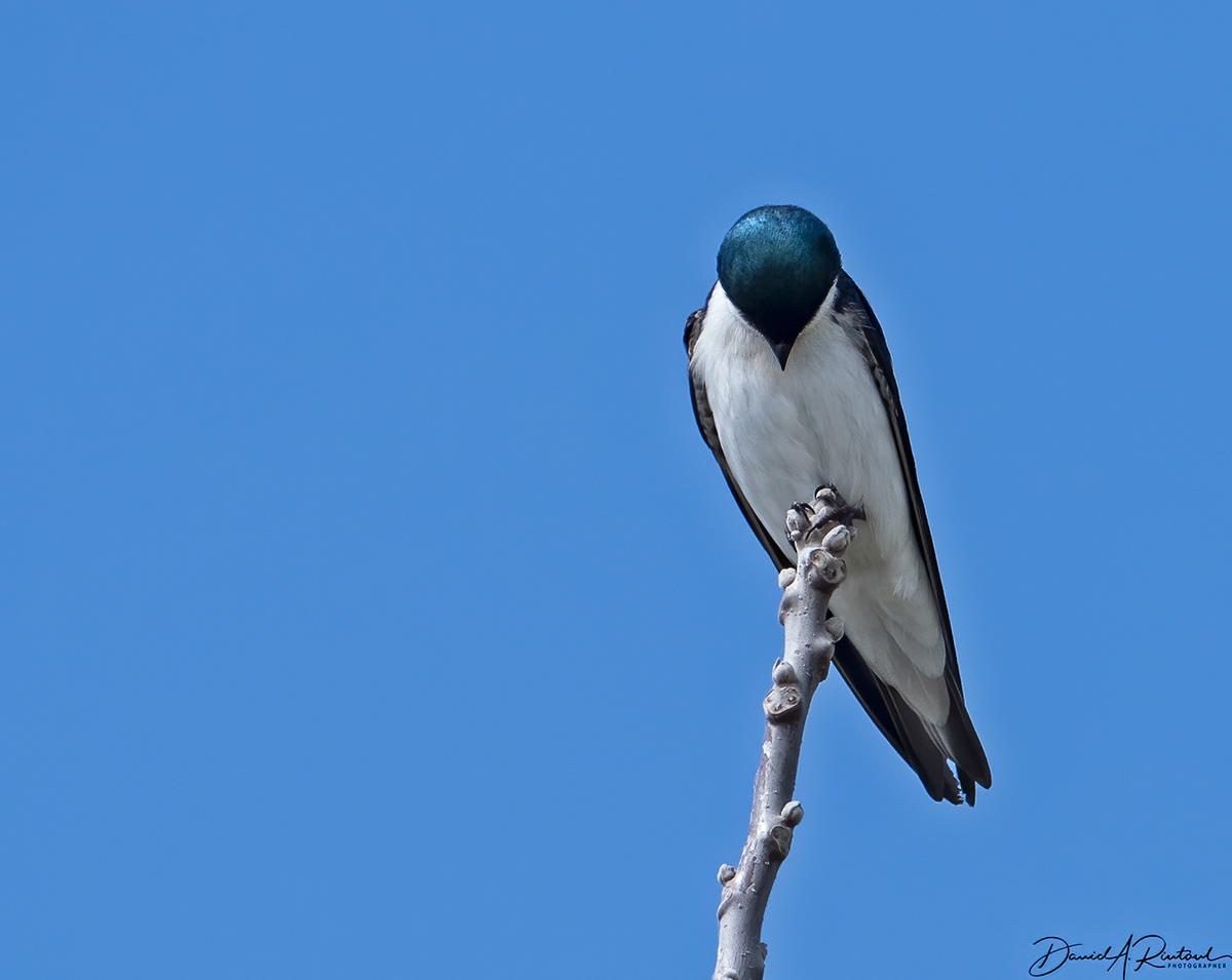 Tree Swallow