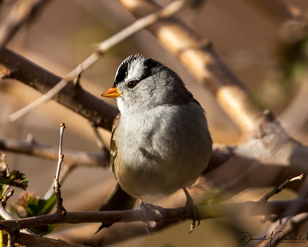 White-crowned Sparrow 3