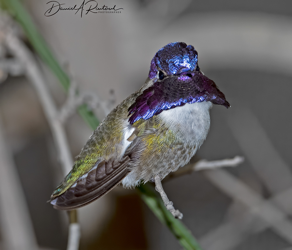 Costa's Hummingbird