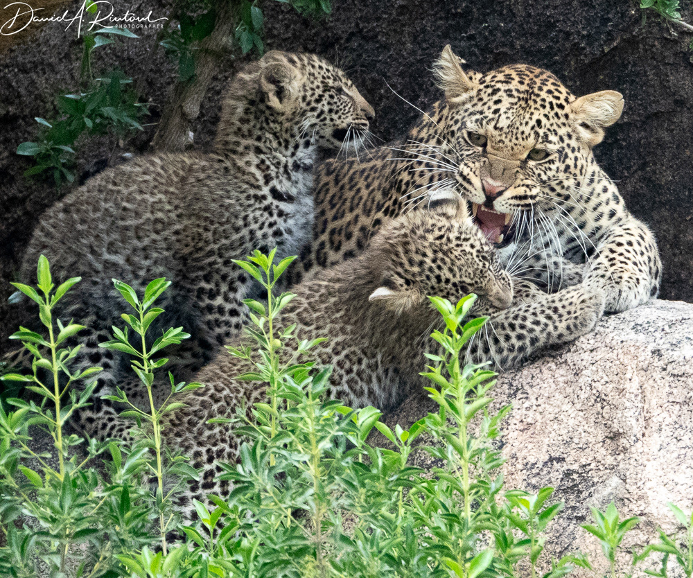 Mama leopard and cubs