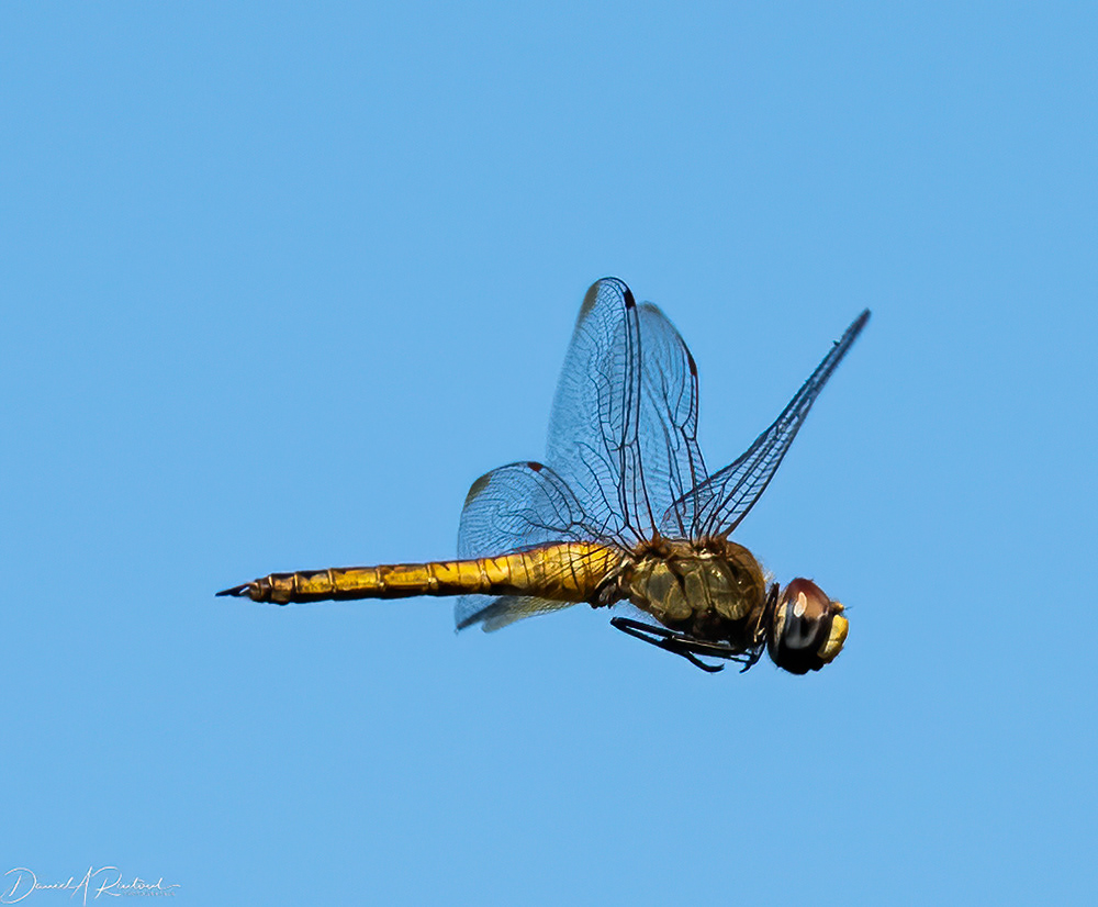 Wandering Glider (Pantala flavescens)