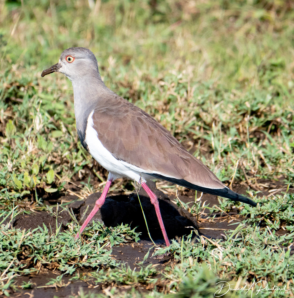 Black-winged Plover