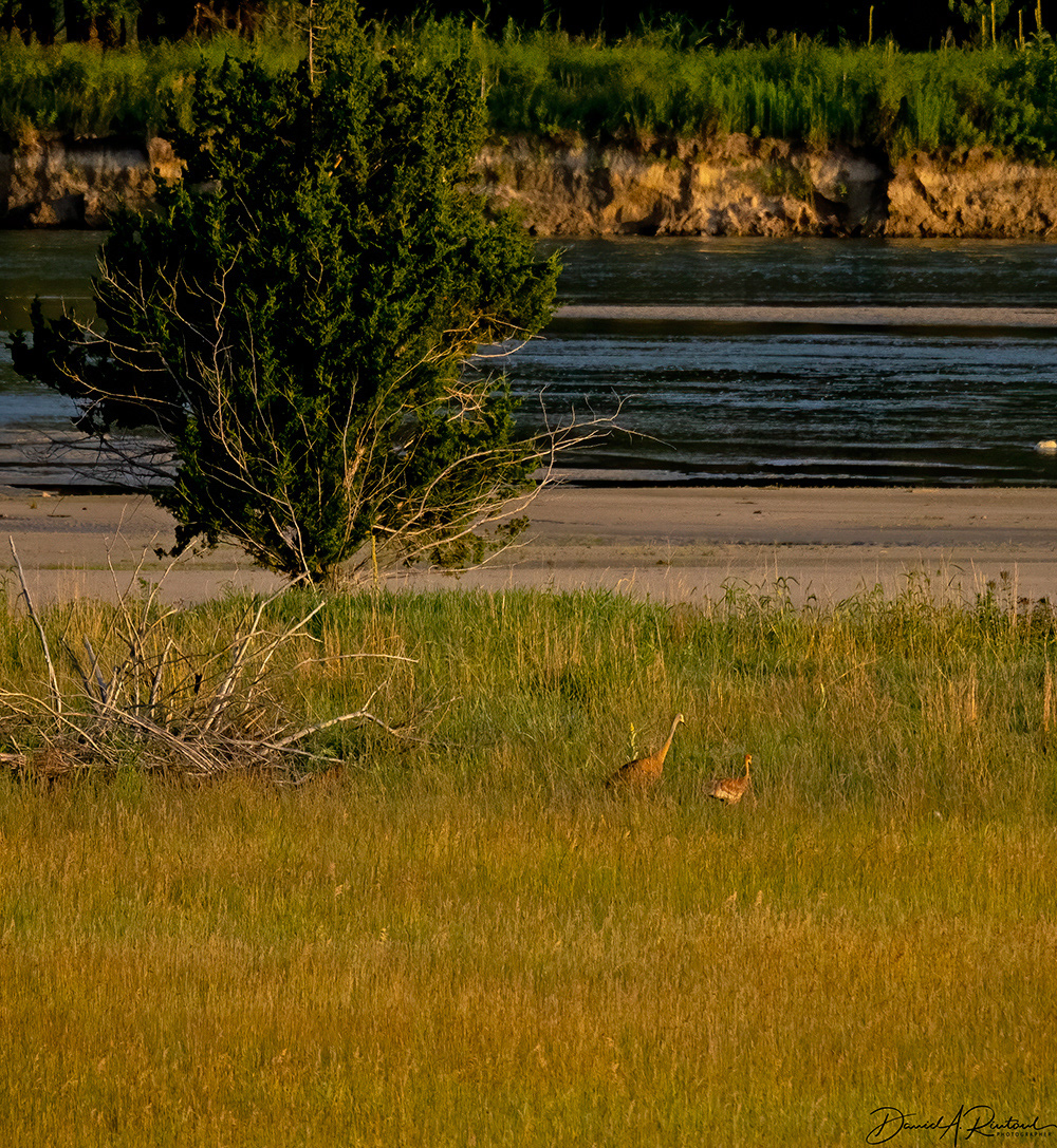 Nebraska - Sandhill Crane parent and colt along the Niobrara