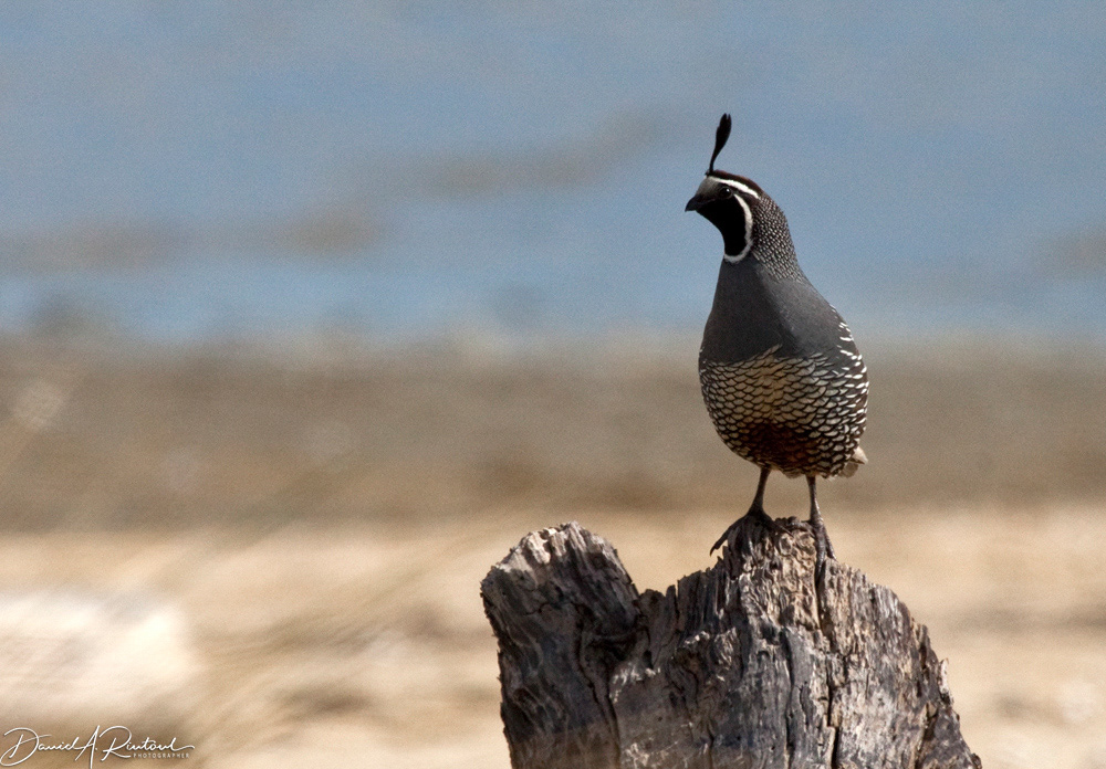California Quail