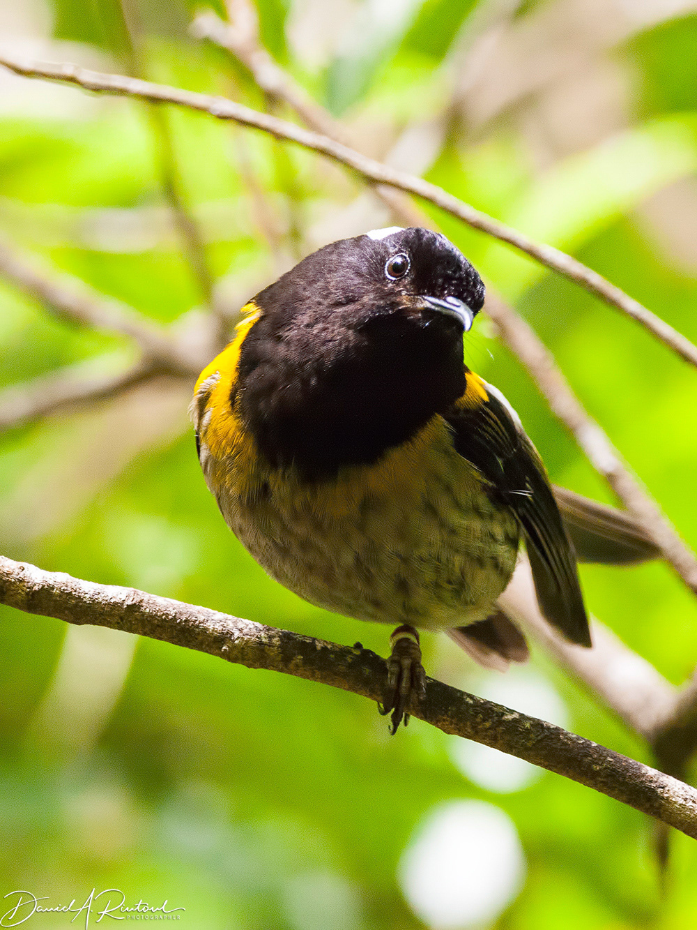 Stitchbird/Hihi