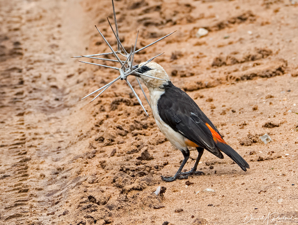 White-headed Buffalo Weaver