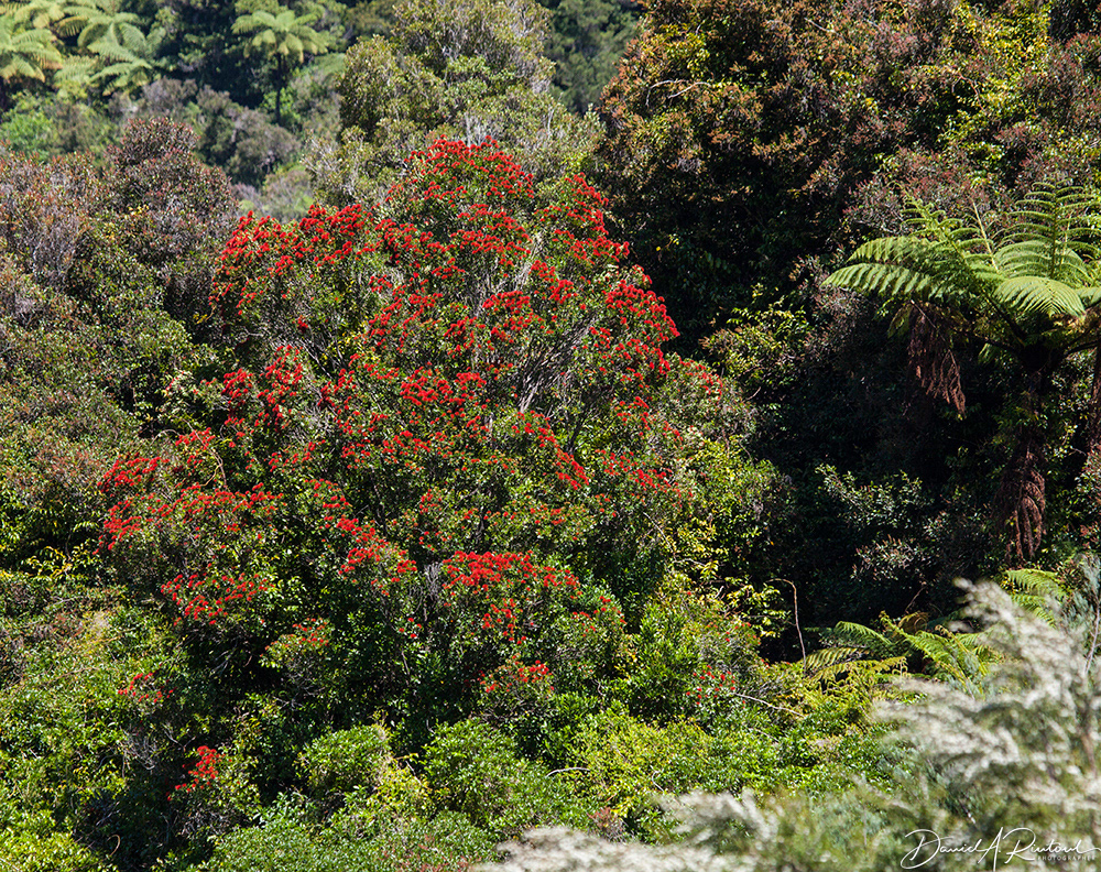 Blooming Rata