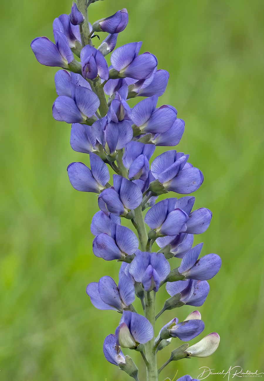 Blue False Indigo