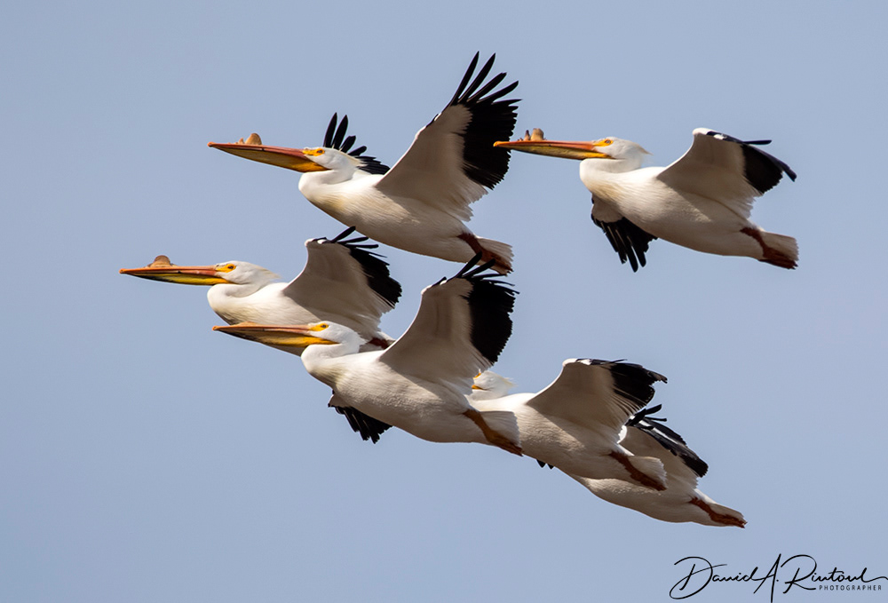 American White Pelican 1