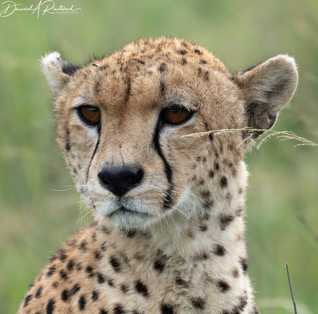 Cheetah portrait