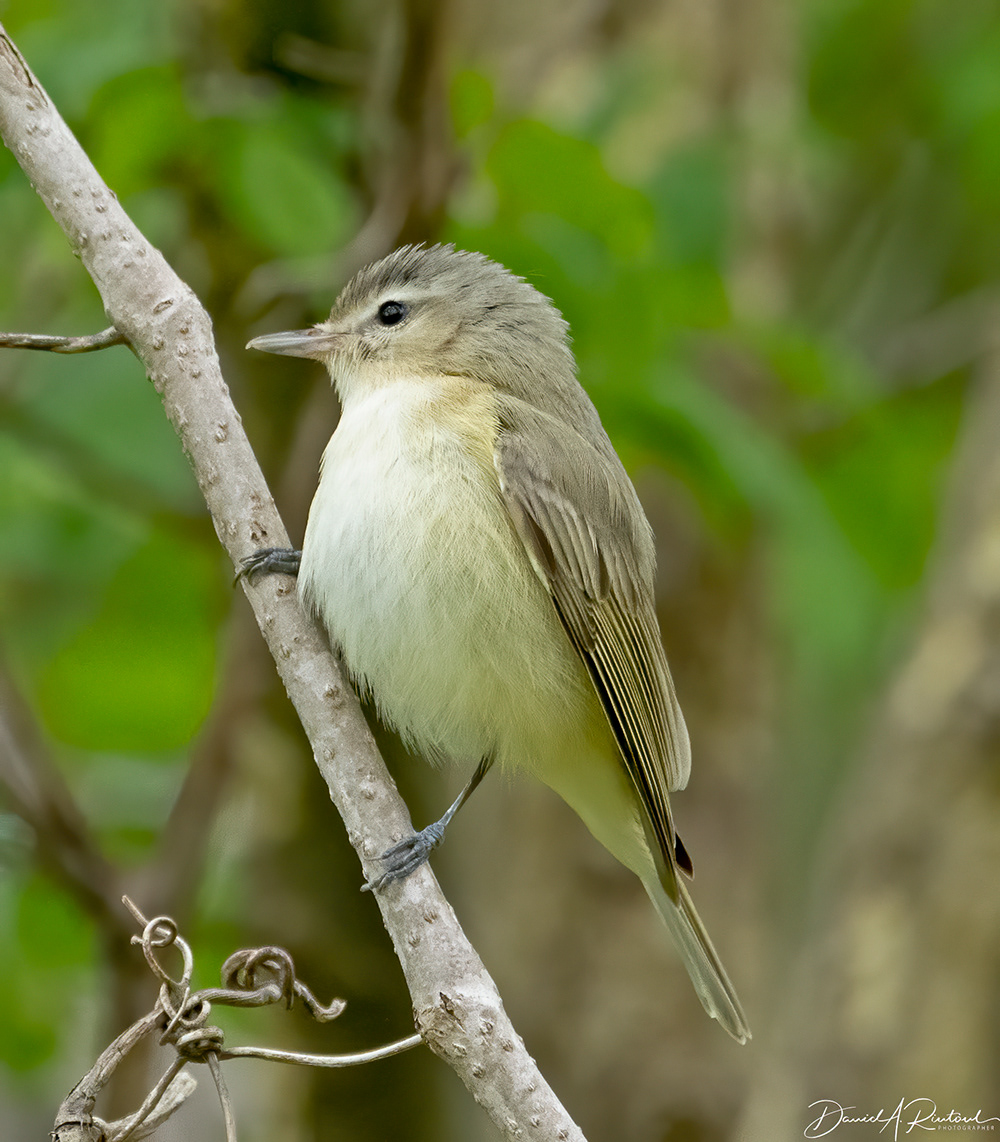 Warbling Vireo