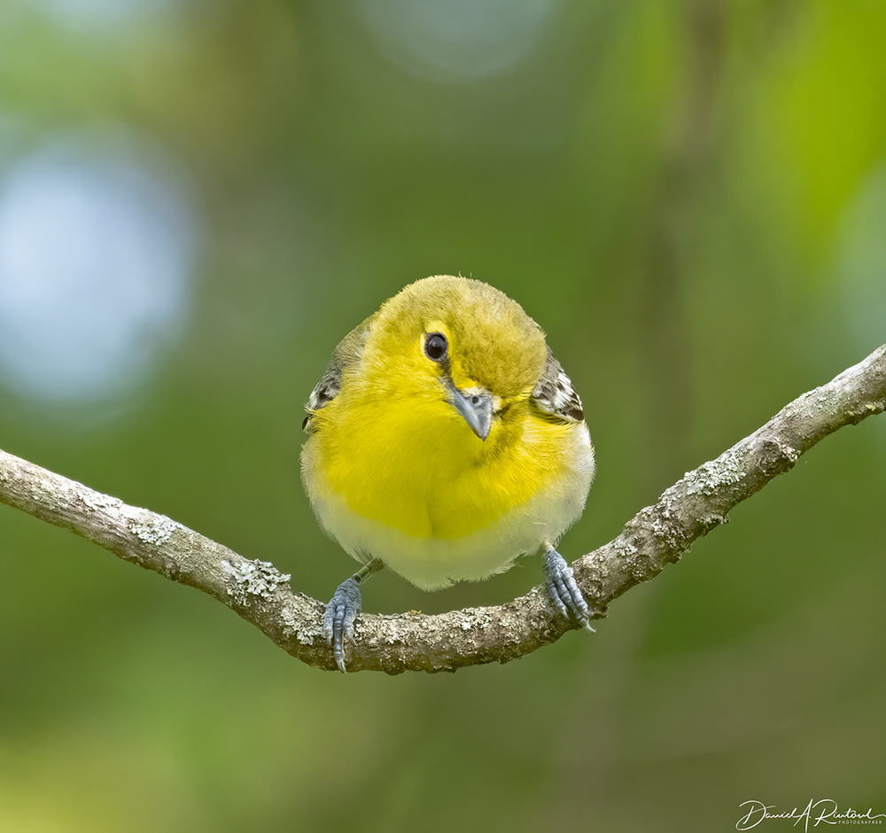 Yellow-throated Vireo