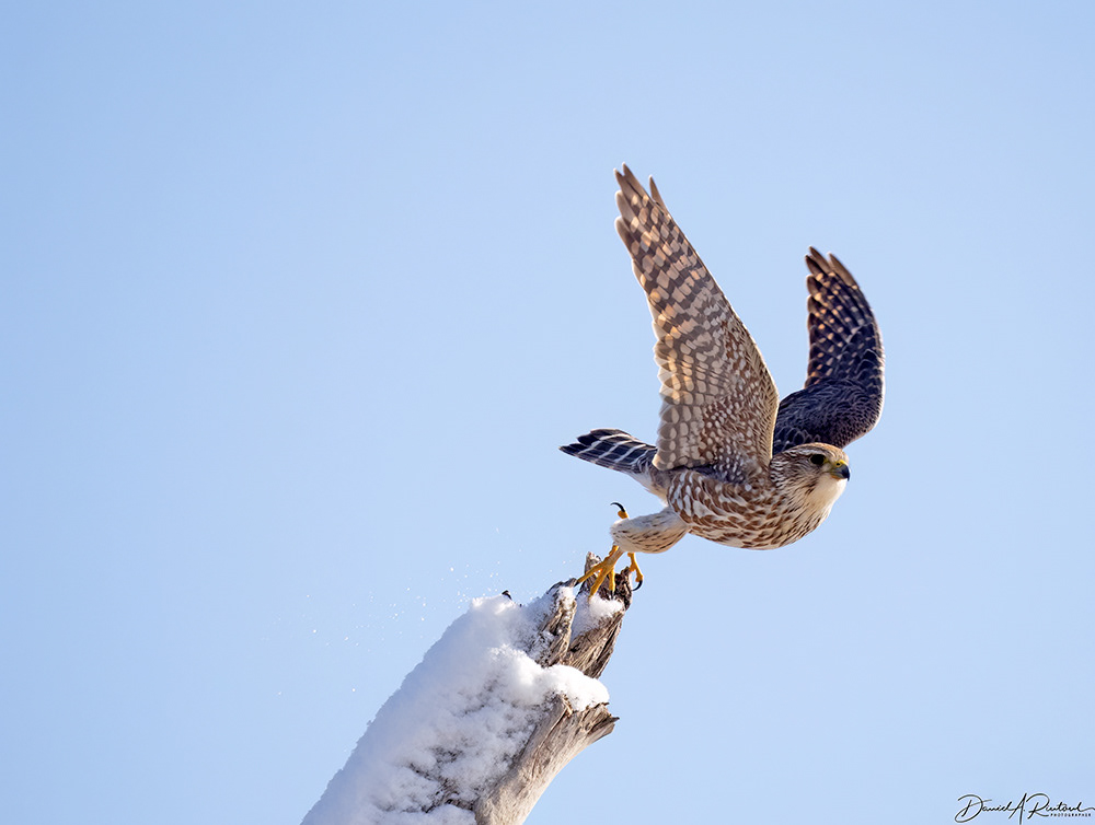 Merlin - Snowy takeoff