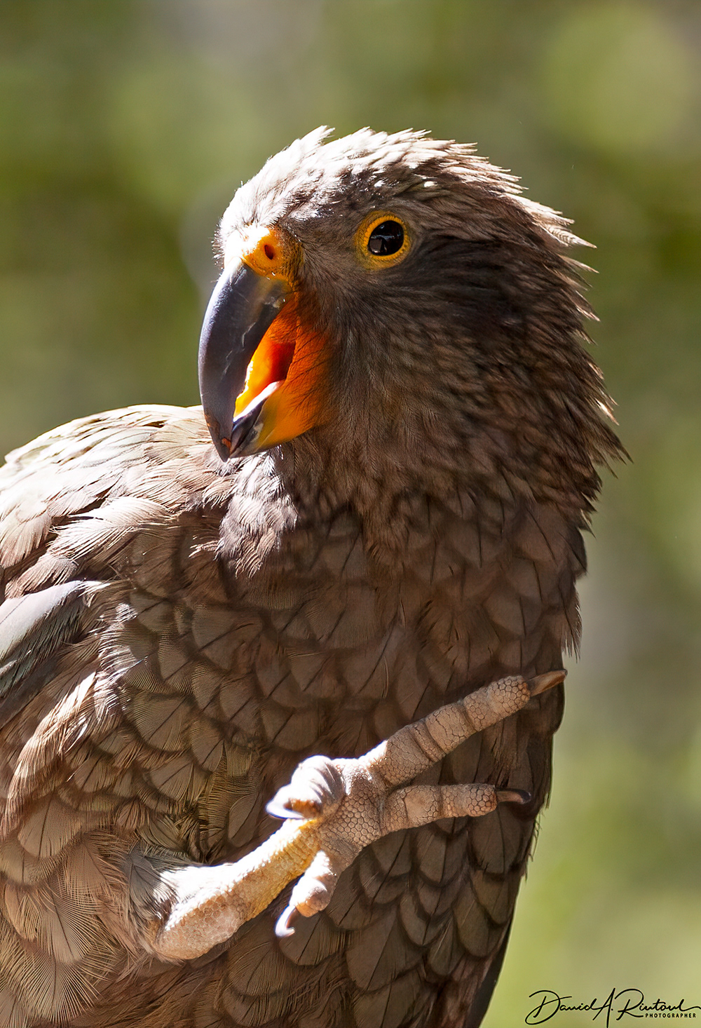 Kea