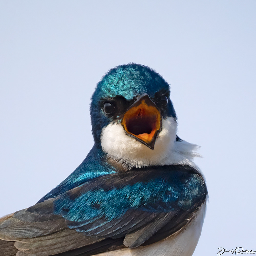 Tree Swallow