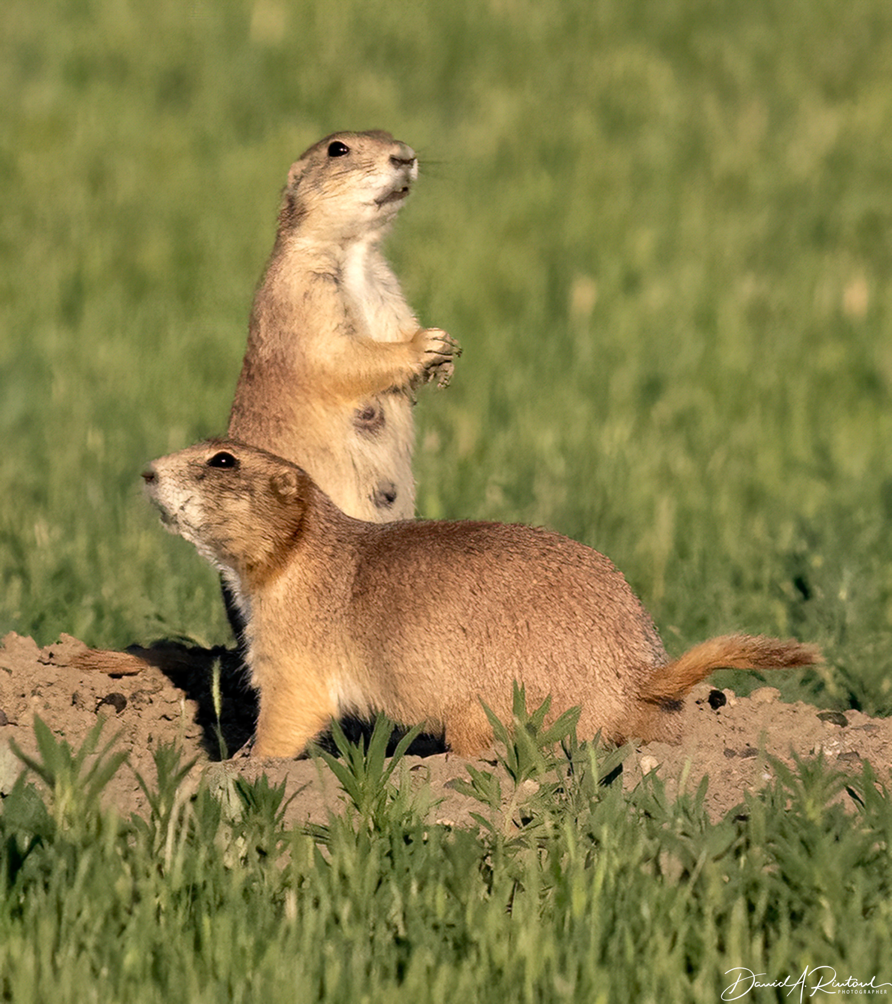 Prairie Dogs, Montana
