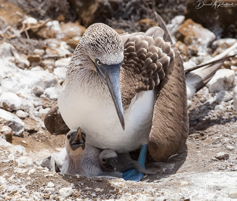 Blue-footed Booby on nest