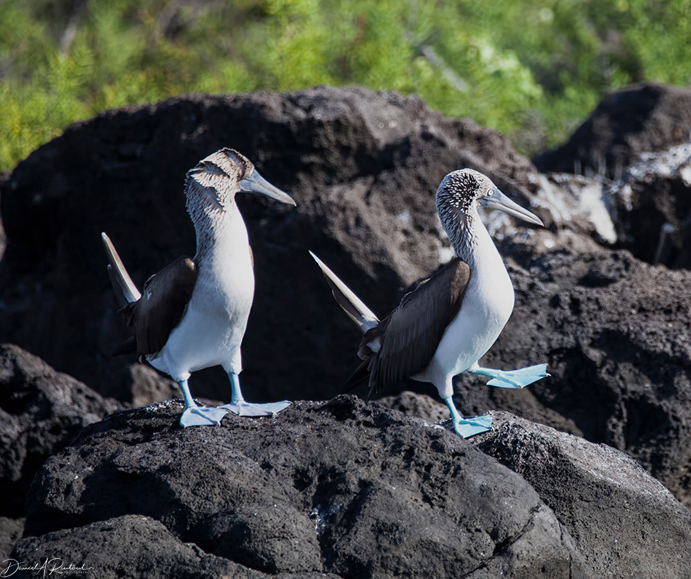 Blue-footed Booby dance steps 1