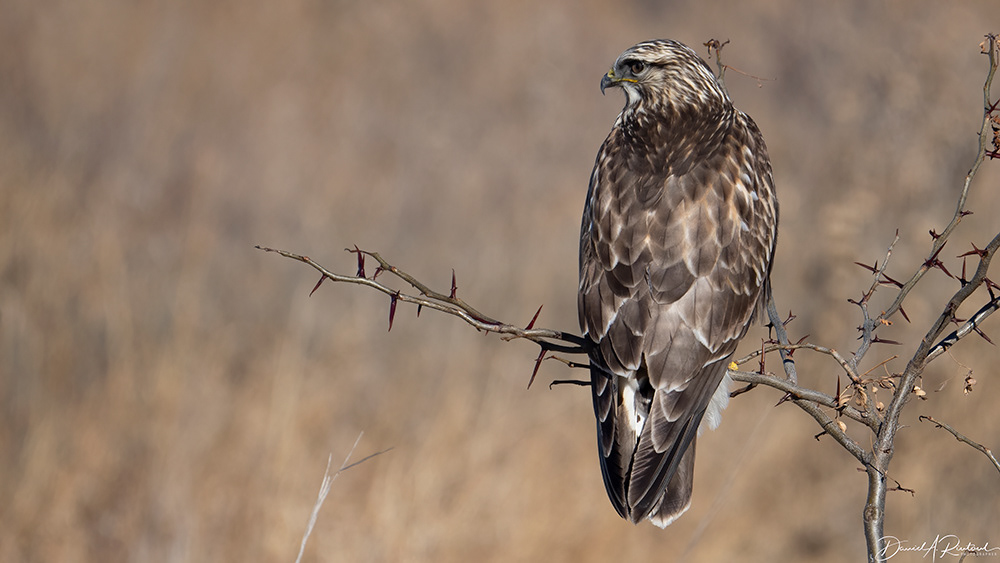 Rough-legged Hawk 3