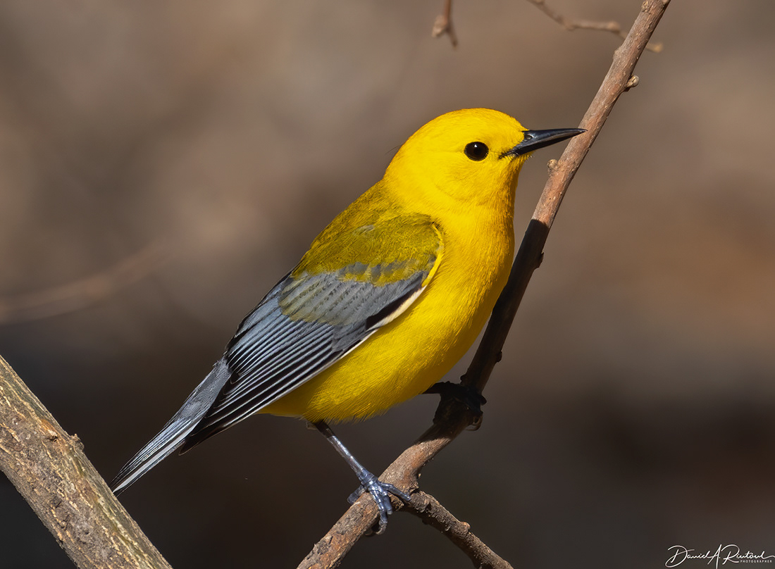 Prothonotary Warbler 3