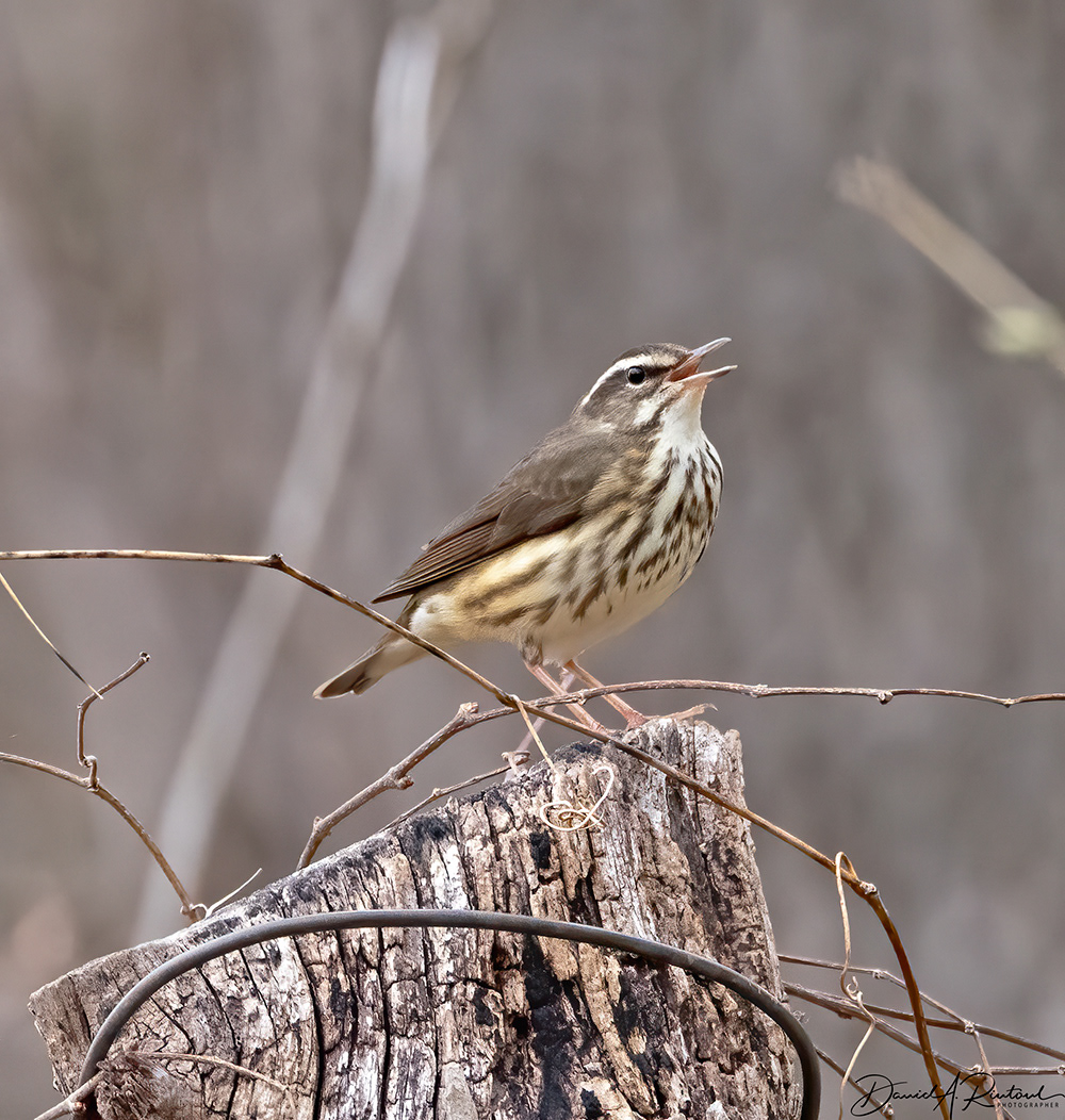 Louisiana Waterthrush