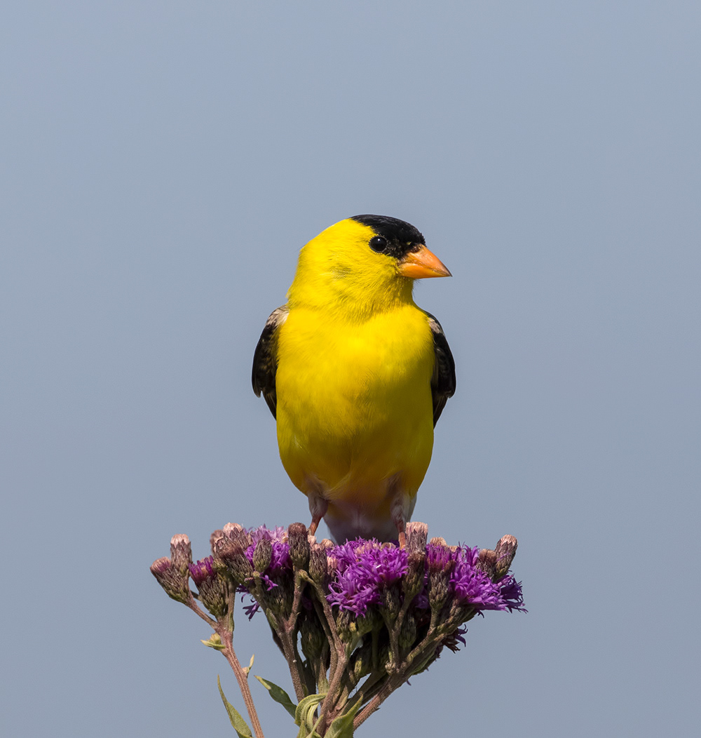 American Goldfinch 1