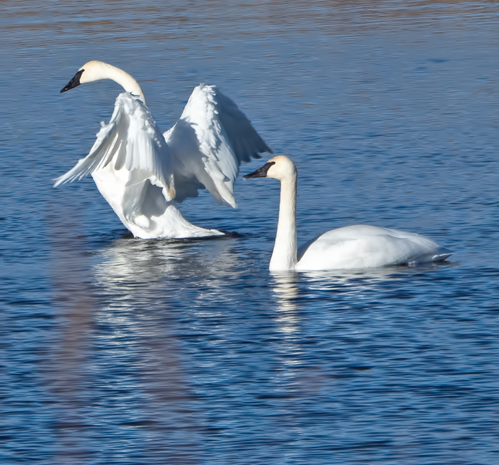 Trumpeter Swans