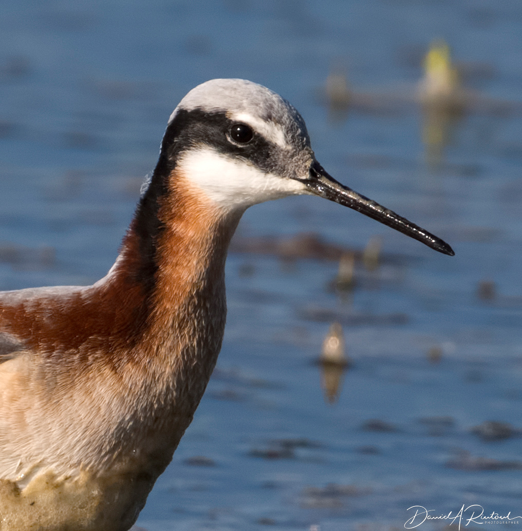 Wilson's Phalarope 1