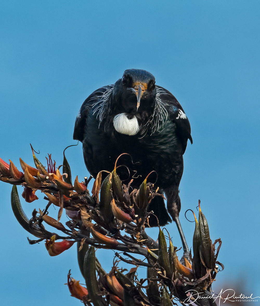 Tui on flax