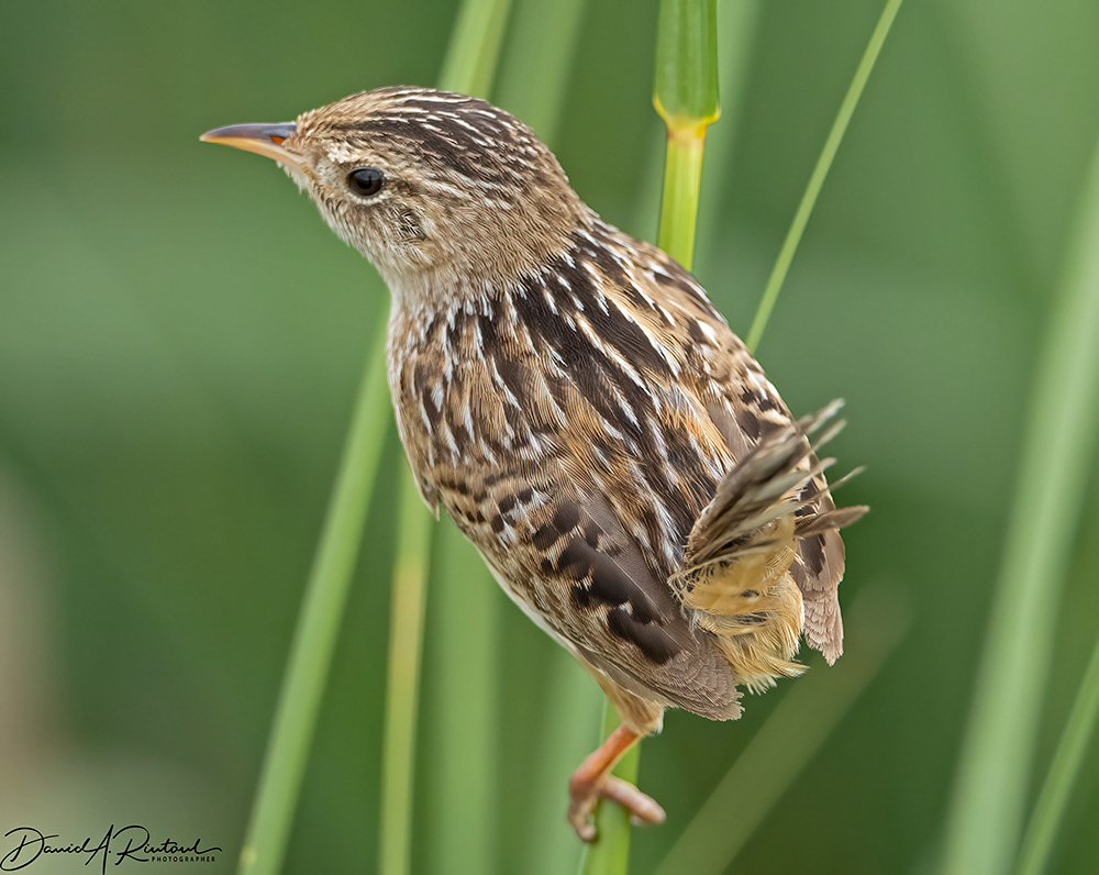 Sedge Wren 2