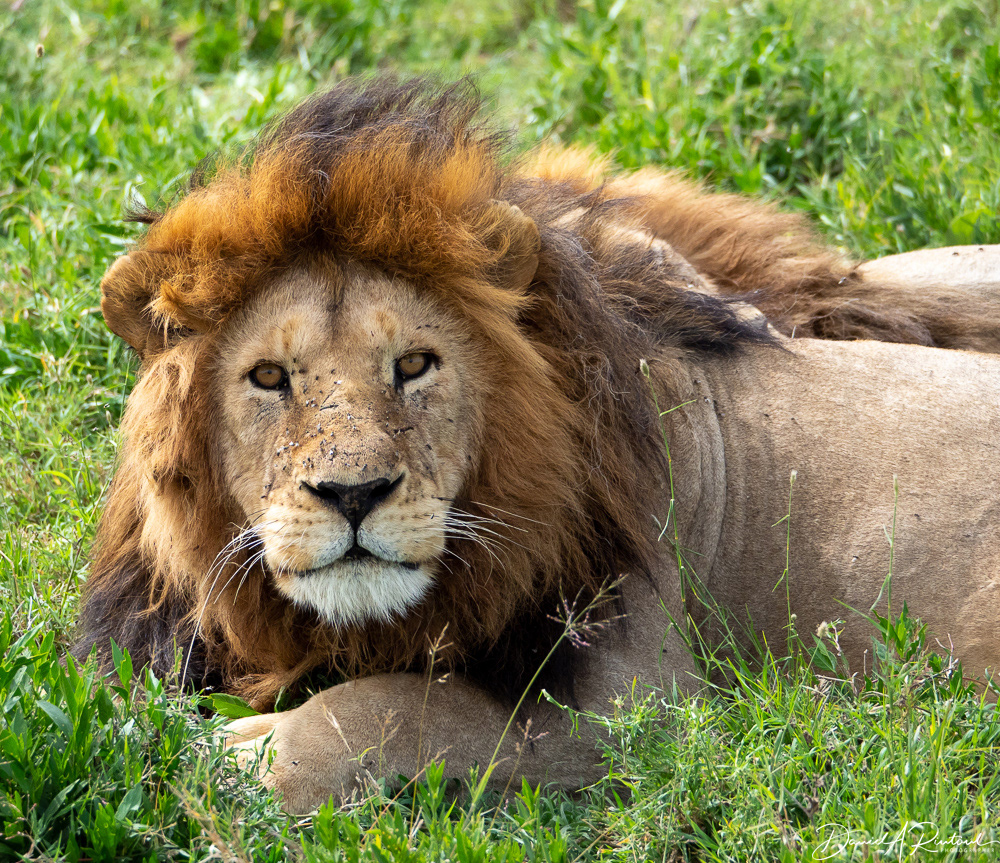 Male lion reclining