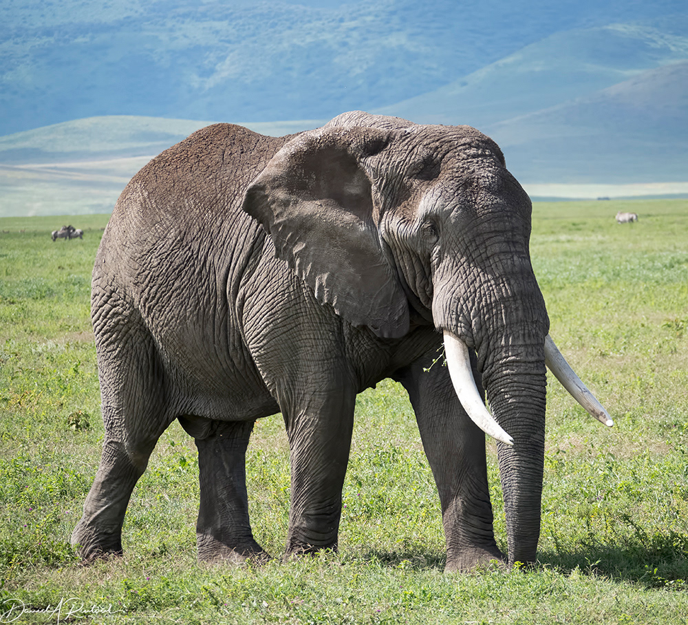 Bull Elephant