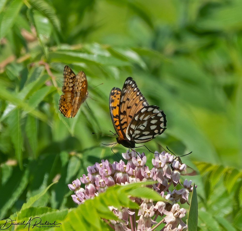 Variegated Fritillary, Regal Fritillary and Snowberry Clearwing