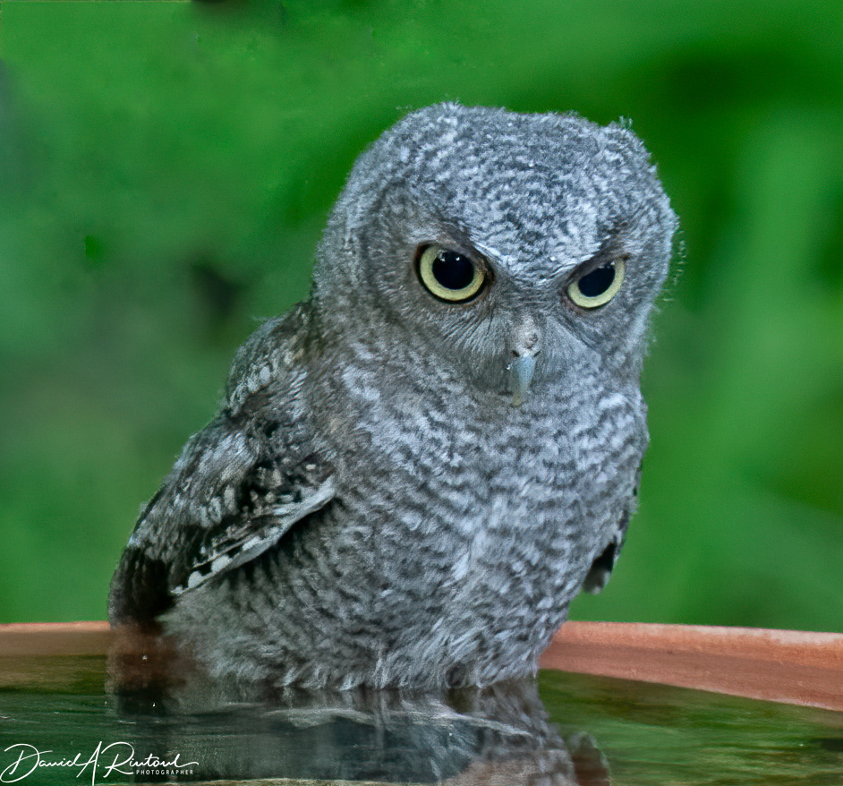 Eastern Screech-owl